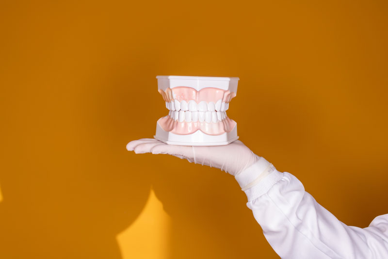 a full mouth dental implant model held up by a dentist.